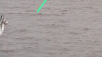 IMG-20250129-WA0029